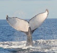 92692561-d652-42b9-804e-b66c02924a4e