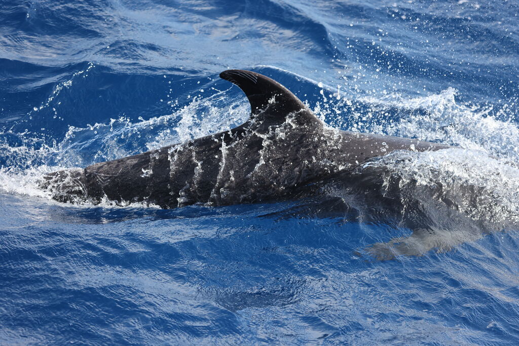 e94fe9be-28a0-447a-8440-d25ac38a3f11