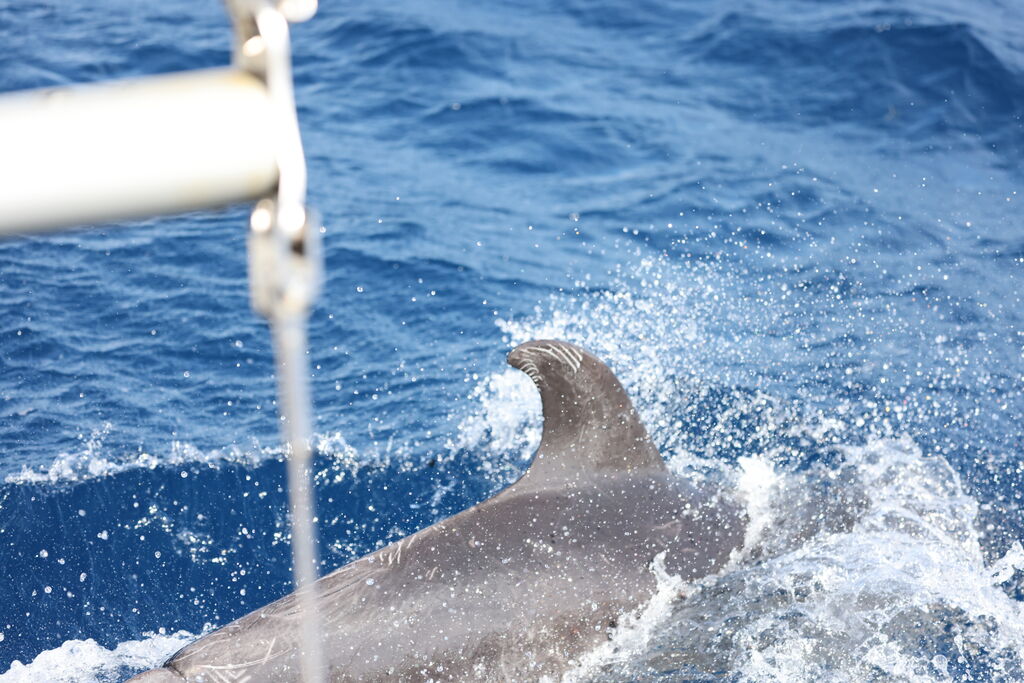 e94fe9be-28a0-447a-8440-d25ac38a3f11