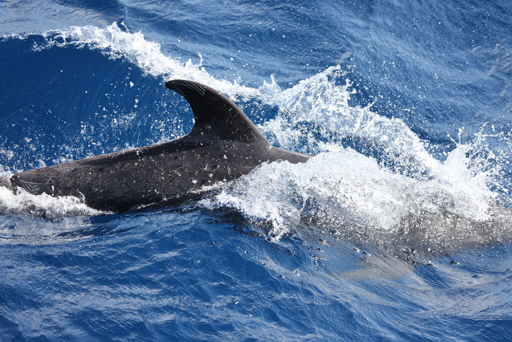 e94fe9be-28a0-447a-8440-d25ac38a3f11