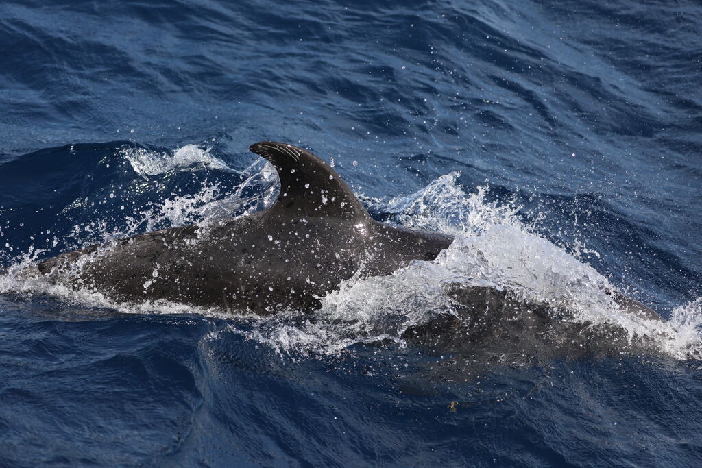 e94fe9be-28a0-447a-8440-d25ac38a3f11