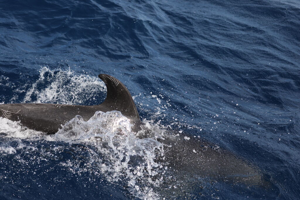 e94fe9be-28a0-447a-8440-d25ac38a3f11