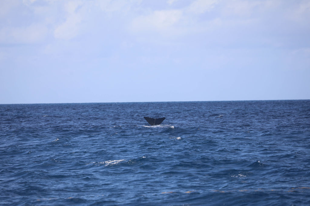 087bb825-74d7-4e42-94b9-0fa70d2dd451