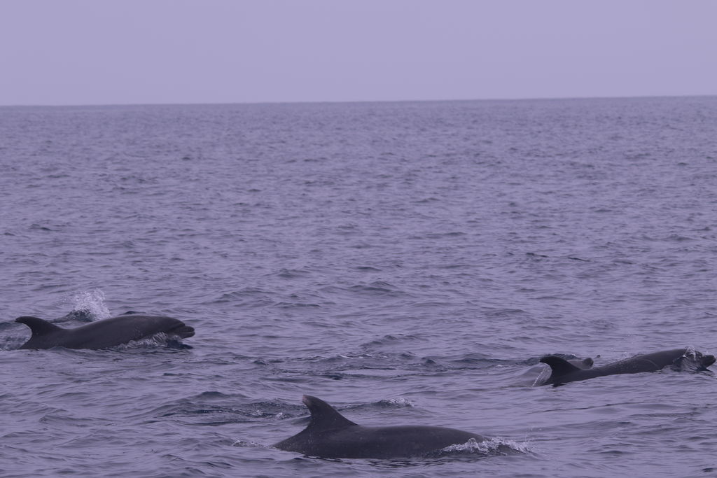 9504a778-0200-4693-8e6d-d8c4e46b4685