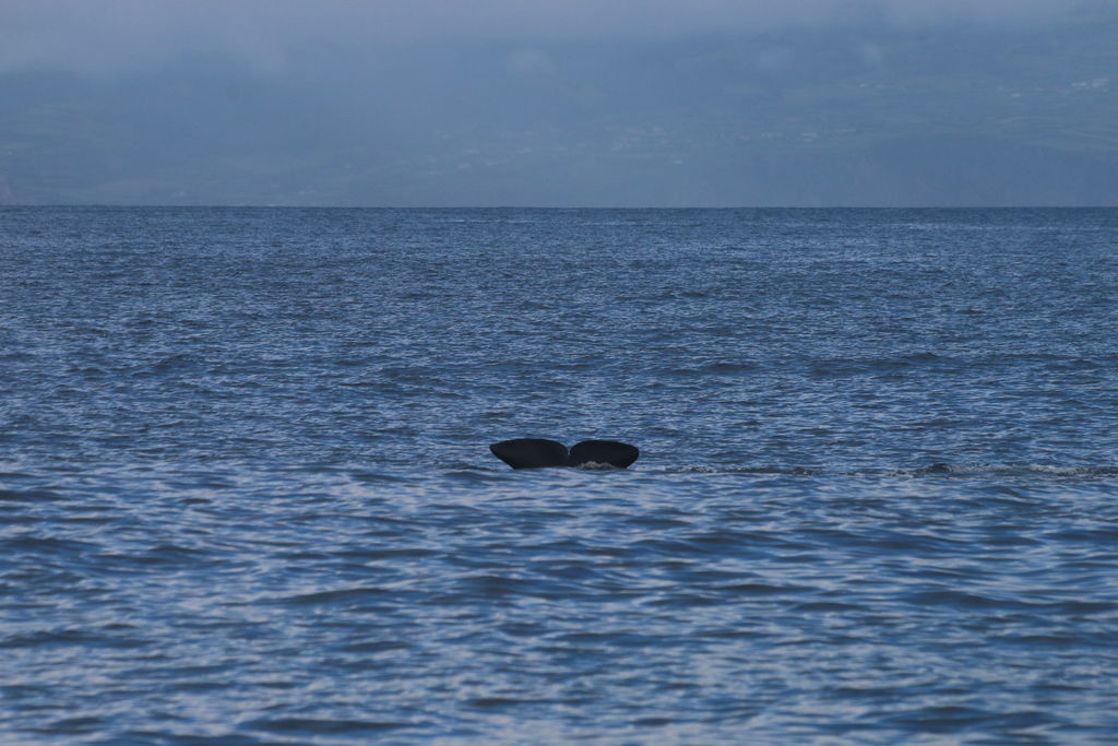 a0dde45e-f171-4162-a7e1-4aae450e71a0