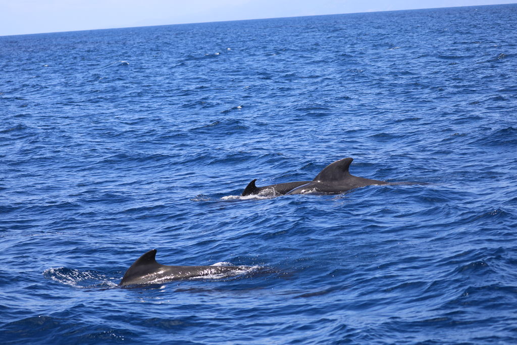 b4f16605-91f1-431c-aa9f-f26ae0ca4a69