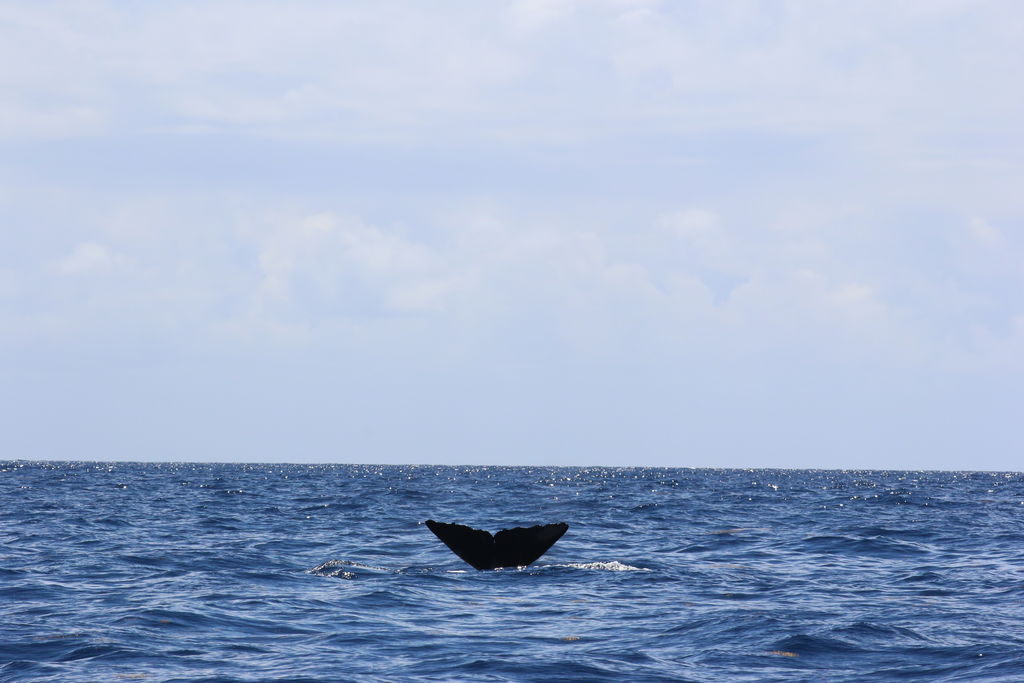 af63bed6-fc0f-43cd-9c1d-4b037cae2c1d