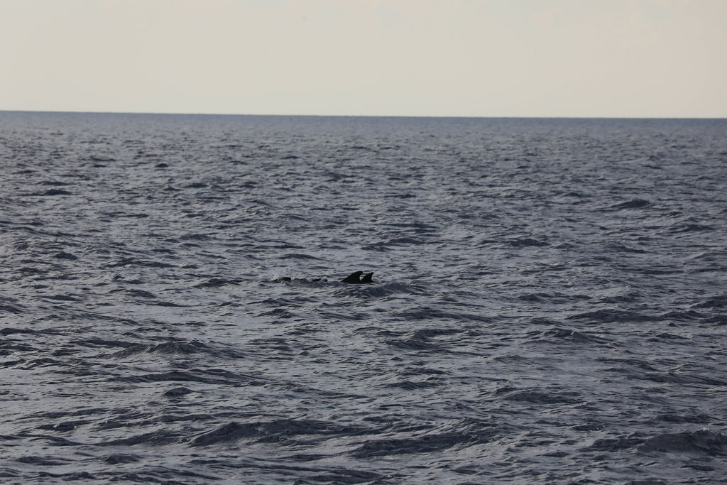 51dbf58a-b055-41ee-b485-29f517869e05