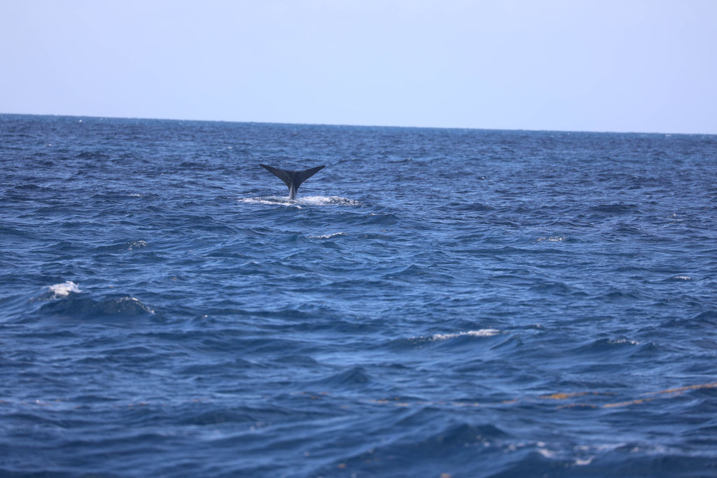 087bb825-74d7-4e42-94b9-0fa70d2dd451