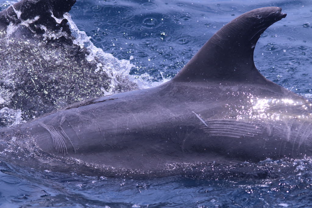 9504a778-0200-4693-8e6d-d8c4e46b4685