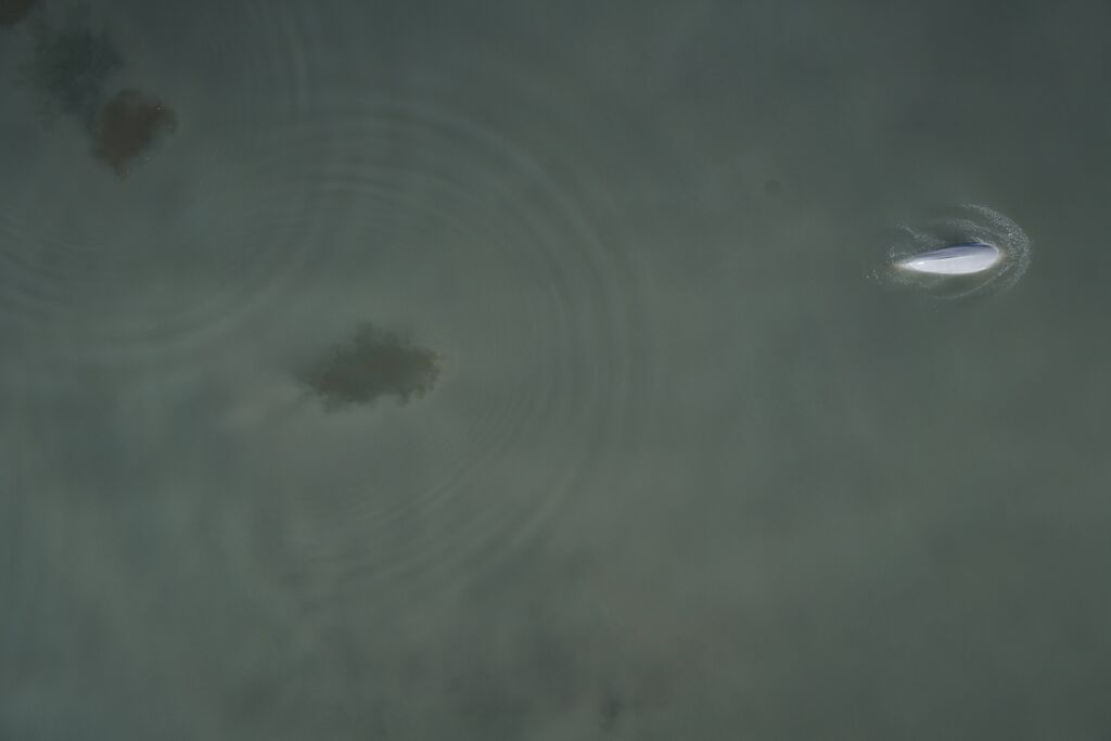 250d72ee-3e9e-4c54-b3c2-c2178019a3d8