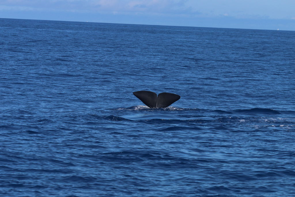 a0dde45e-f171-4162-a7e1-4aae450e71a0