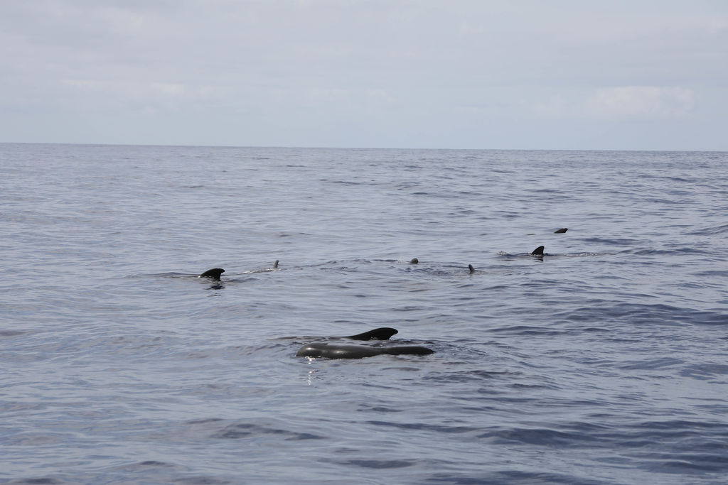 4549030b-5c9e-4c4d-b8ca-ac8f9d345647