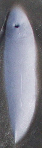 21f561d3-3a11-4a98-8557-47db755ad53d