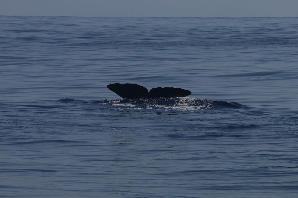 8b2f6e25-9750-4940-99b1-fafa798b411d