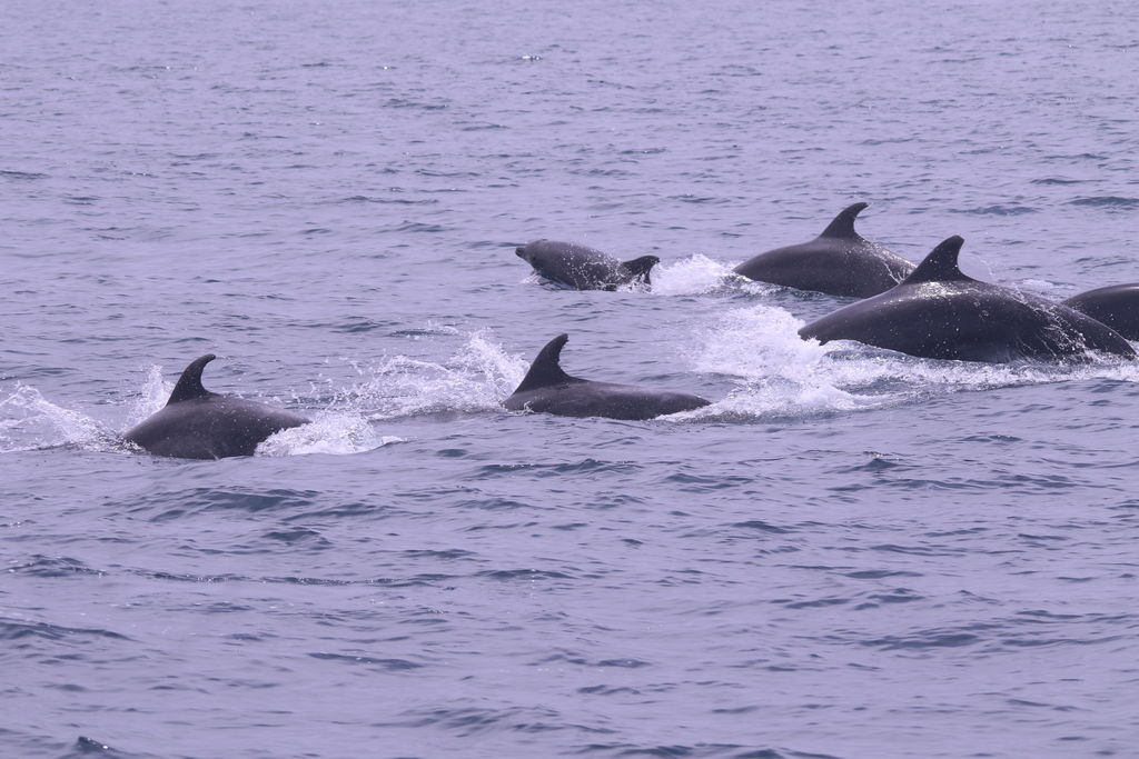 9504a778-0200-4693-8e6d-d8c4e46b4685