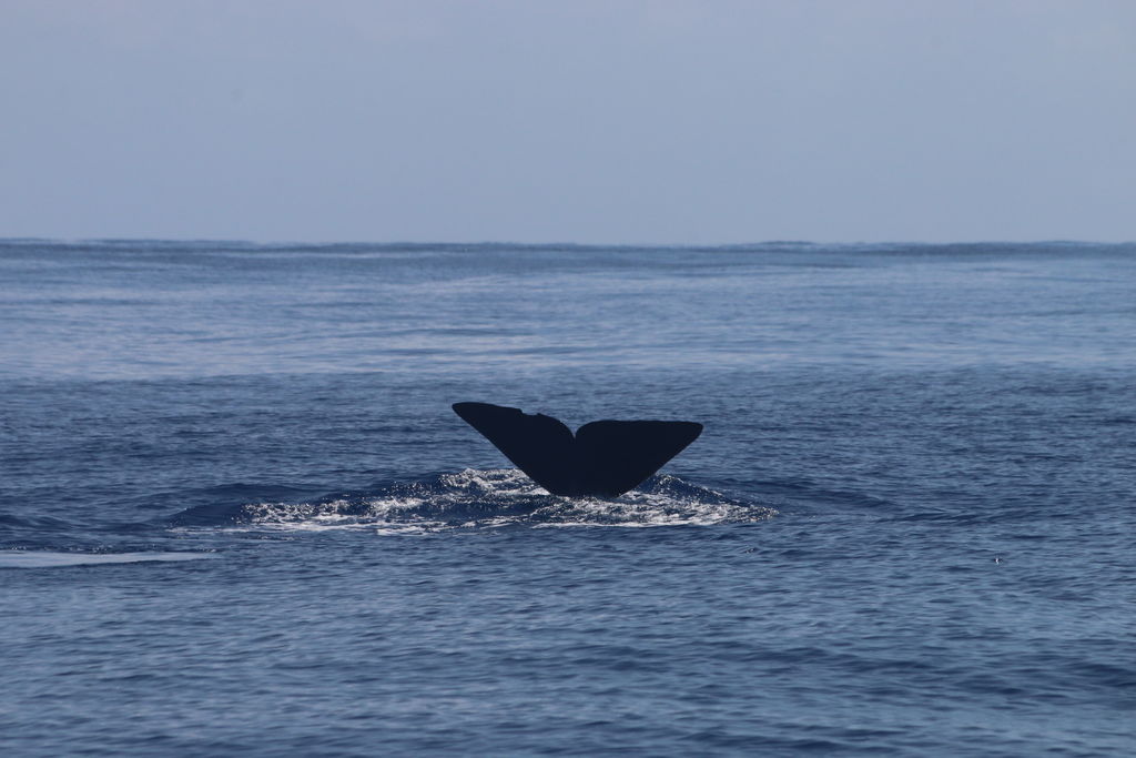 e613662c-1d0f-4ccf-914e-aea03205233d