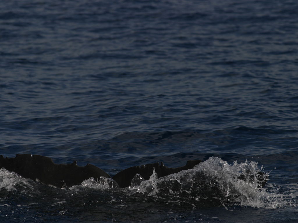 70d56c79-5379-404c-afae-51816cec446d