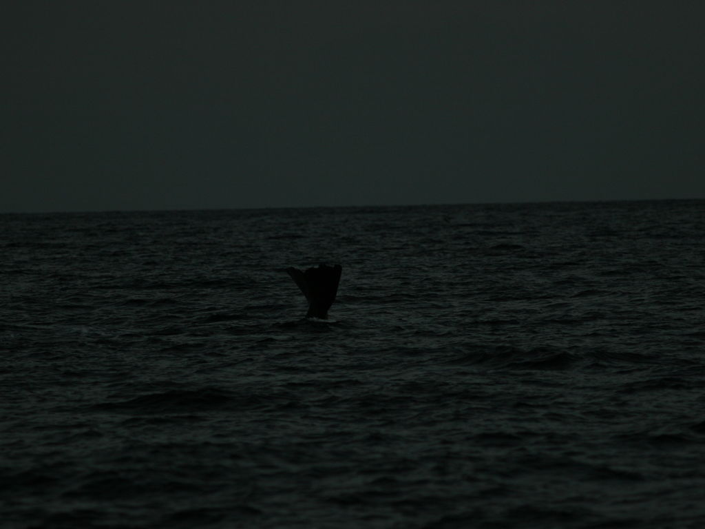 70d56c79-5379-404c-afae-51816cec446d