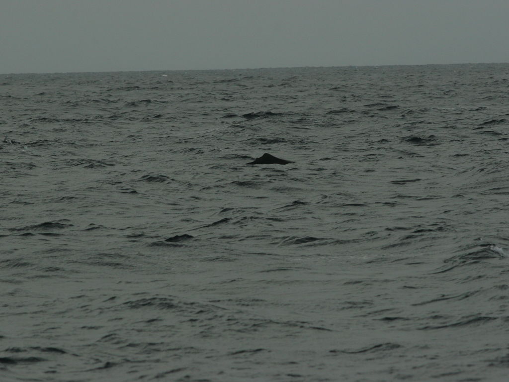 7a95ca66-9ba1-43e0-adf1-126274799afc