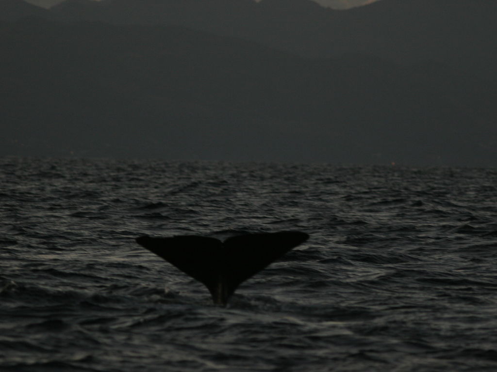 1c05b5fc-6429-4728-8e02-a4b93d0a2b46