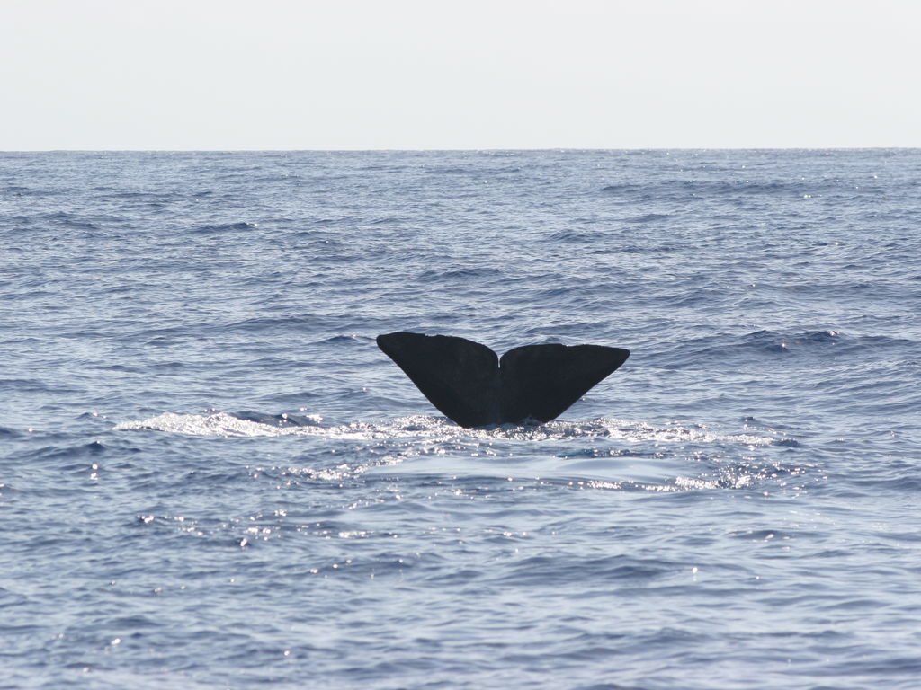 7a95ca66-9ba1-43e0-adf1-126274799afc