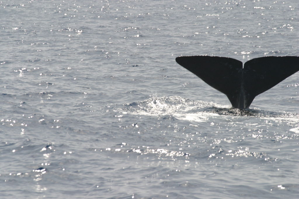 724e8400-d10a-47e0-9138-429dc1612d93