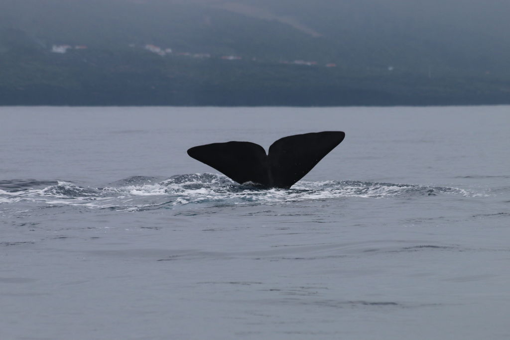 d9b5d37b-f72e-4622-afe4-095021e2d9ef