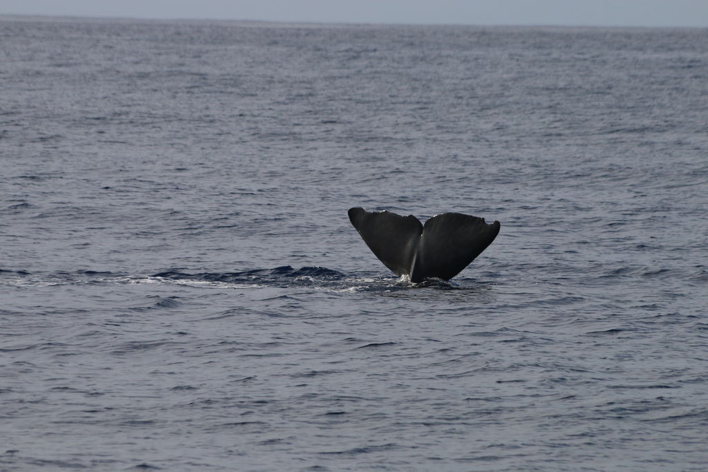 9bff7517-23e6-46da-ac53-33e24517158f