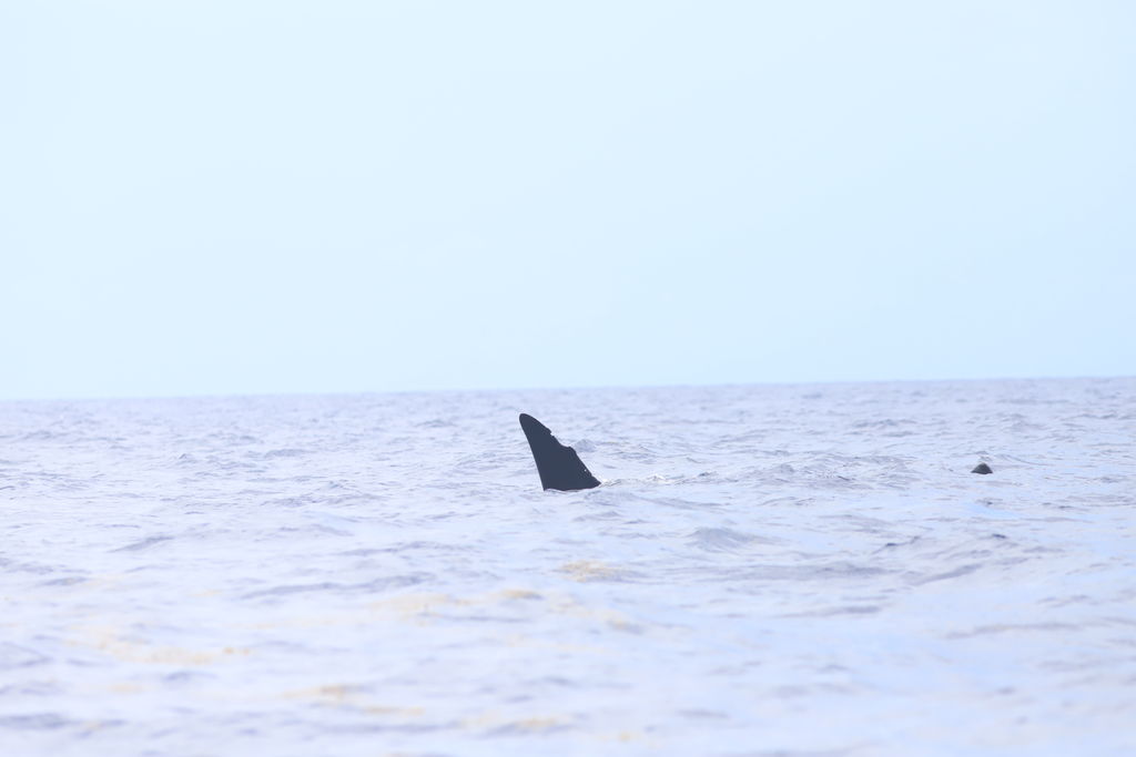 ea068de9-ebc7-48cb-8238-4c68a4ae1de1